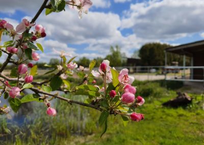 Apfelblühten im Frühling Pianova Ferienwohnungen